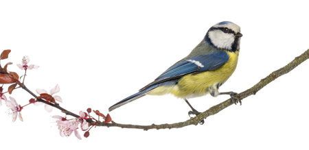 Side view of a Blue Tit perching on a blossoming branch, Cyanistes caeruleus, isolated on whiteの写真素材