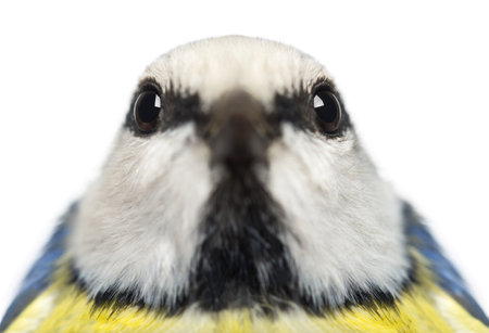 Close-up of a Blue Tit facing, Cyanistes caeruleus, isolated on whiteの写真素材