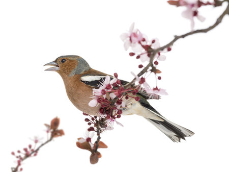 Common Chaffinch perched on branch, singing, isolated on white - Fringilla coelebsの写真素材