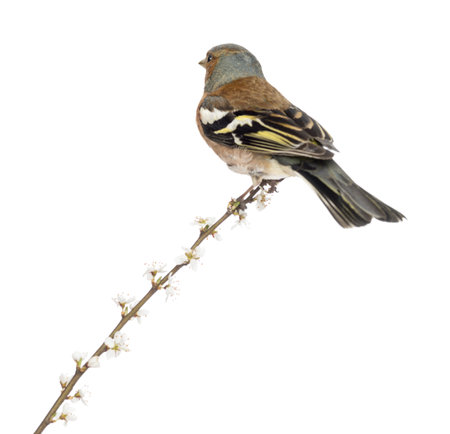 Rear view of a Common Chaffinch perched on branch, isolated on white - Fringilla coelebsの写真素材