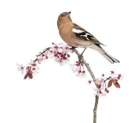 Common Chaffinch perched on branch, isolated on white - Fringilla coelebsの写真素材