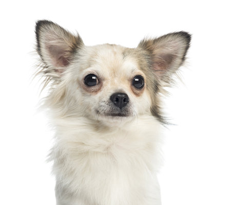Close-up of a Chihuahua, 1 year old, isolated on whiteの写真素材