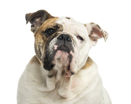 Close-up of an English Bulldog, 1 year old, isolated on whiteの写真素材