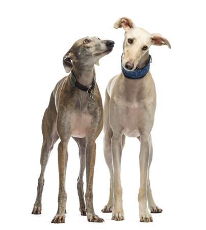 Two Spanish Galgo standing, 6 years old, isolated on whiteの写真素材