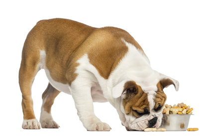 English Bulldog puppy standing, eating from a bowl full of biscuits, 4 months old, isolated on whiteの写真素材