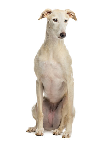 Spanish galgo sitting, 6 years old, isolated on whiteの写真素材
