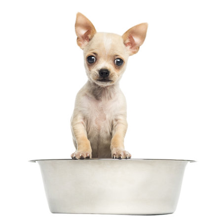 Chihuahua puppy in a big dog bowl, isolated on whiteの写真素材