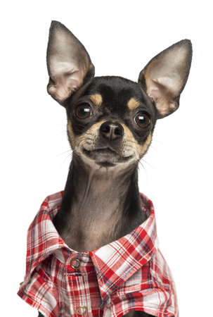 Close-up of a Chihuahua wearing a shirt, 18 months old, isolated on whiteの写真素材