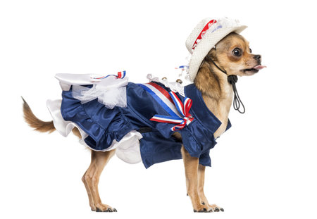 Side view of a Patriotic Chihuahua standing, sticking the tongue out, isolated on whiteの写真素材