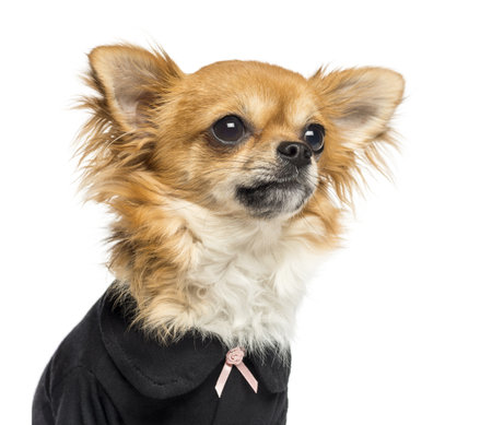 Close-up of a dressed up Chihuahua looking away, 14 months old, isolated on whiteの写真素材