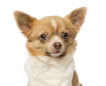 Close-up of a Chihuahua, 2 years old, isolated on whiteの写真素材