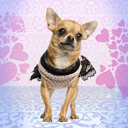 Dressed up Chihuahua on heart background, 3 years oldの写真素材