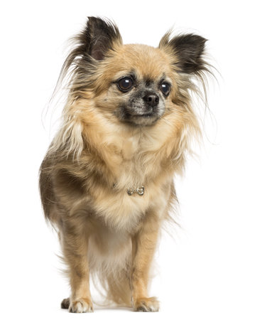 Chihuahua standing, 4 years old, isolated on whiteの写真素材