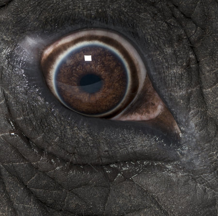 Macro of an African elephant's eyeの写真素材