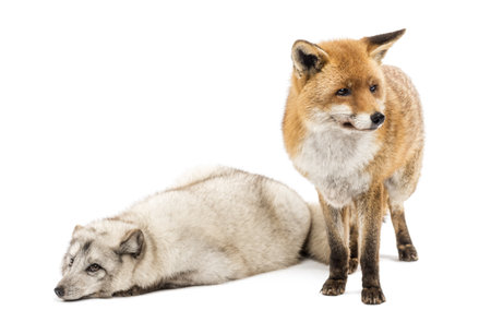 Red Fox, Vulpes vulpes, standing and Arctic Fox, Vulpes lagopus, lying, isolated on white