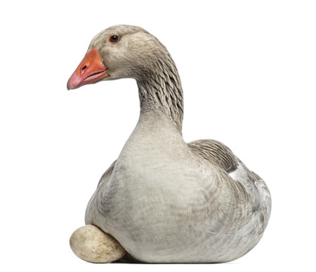 Close-up of a Domestic goose, Anser anser domesticus, lying and hatching an egg , isolated on whiteの写真素材