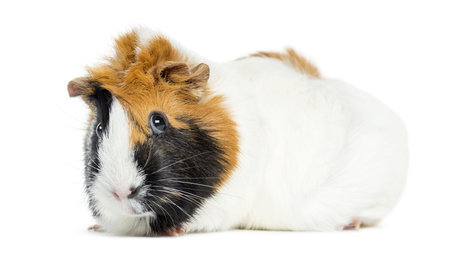 Guinea Pig, isolated on whiteの写真素材