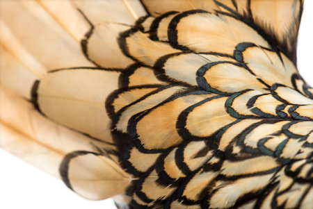 Macro of a Sebright bantam rooster's feather