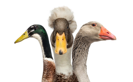 Close-up of Ducks and Goose, isolated on white