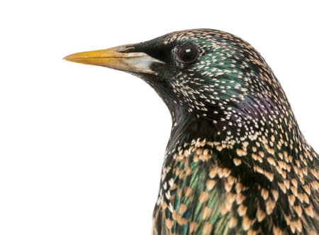 Close-up of a Common Starling, Sturnus vulgaris, isolated on whiteの写真素材