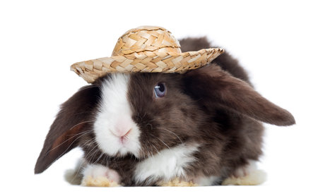Satin Mini Lop rabbit facing with a straw hat, isolated on whiteの写真素材