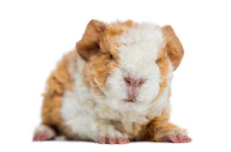 Baby Alapaca Guinea Pig, 1 day old, isolated on whiteの写真素材