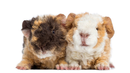 Baby Alapaca Guinea Pig, 1 day old, isolated on whiteの写真素材