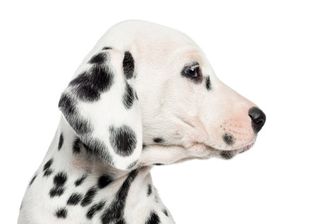 Close-up of a Dalmatian puppy's profile, isolated on whiteの写真素材