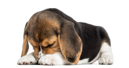Front view of a Beagle puppy lying, hiding its face, isolated on whiteの写真素材