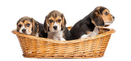 Tree Beagle puppies in a wicker basket, isolated on whiteの写真素材