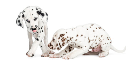 Two Dalmatian puppies playing, isolated on whiteの写真素材