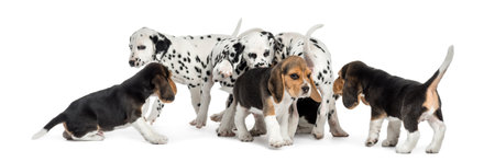 Group of Dalmatian and Beagle puppies eating all together, isolated on whiteの写真素材