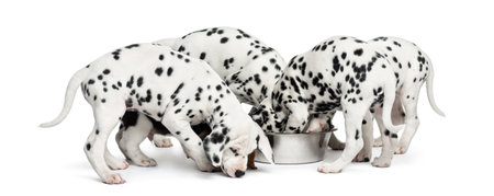 Group of Dalmatian puppies eating all together, isolated on whiteの写真素材