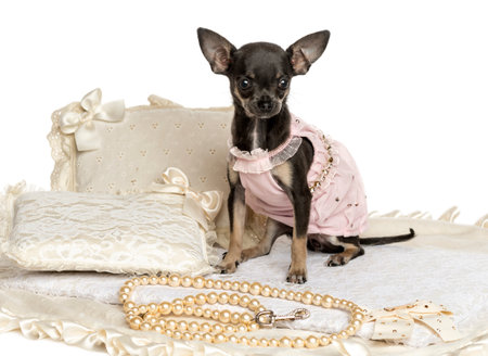 Dressed-up Chihuahua sitting on a carpet, isolated on whiteの写真素材