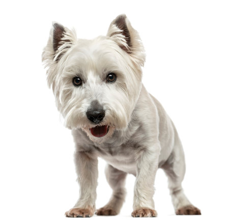 Front view of a West Highland White Terrier looking at the camera, isolated on whiteの写真素材