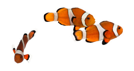 Group of Ocellaris clownfish, Amphiprion ocellaris, isolated on whiteの写真素材