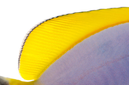Close-up of a Powder blue tang's dorsal fin, Acanthurus leucosternon, isolated on white