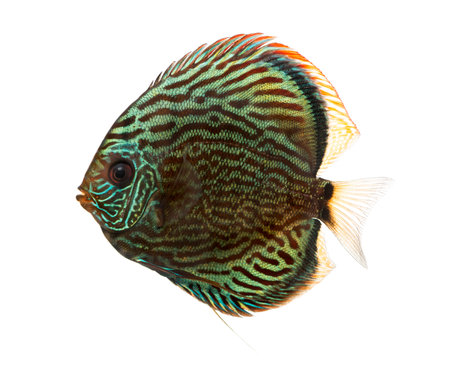 Side view of a Blue snakeskin discus, Symphysodon aequifasciatus, isolated on whiteの写真素材