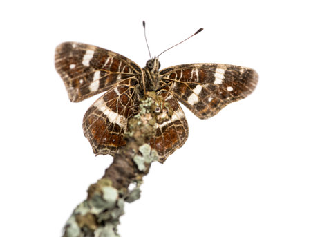 Map butterfly on a branch viewed from below, Araschnia levana, isolated on white