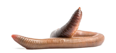 Common earthworm, Lumbricus terrestris, isolated on whiteの写真素材