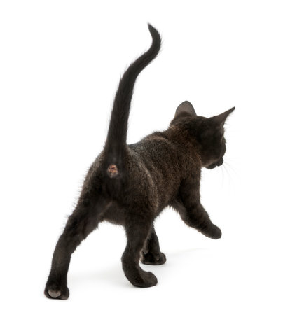 Rear view of a Black kitten walking, 2 months old, isolated on whiteの写真素材