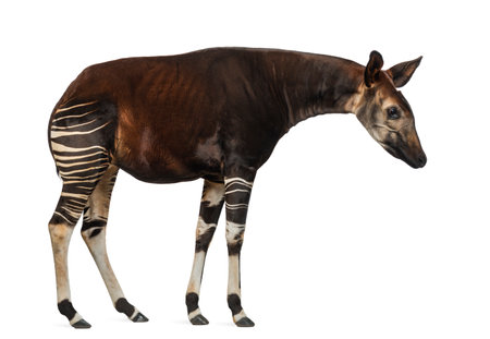 Side view of an Okapi standing, looking down, Okapia johnstoni, isolated on whiteの写真素材