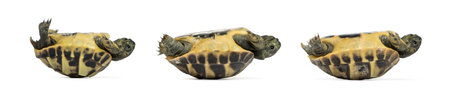 Side view of three baby Hermann's tortoise lying on their back, Testudo hermanni, isolated on whiteの写真素材