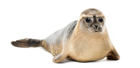 Common seal lying, looking at the camera, Phoca vitulina, 8 months old, isolated on whiteの写真素材