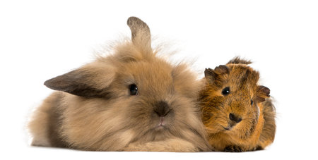 Angora rabbit and Guinea pig, isolated on whiteの写真素材