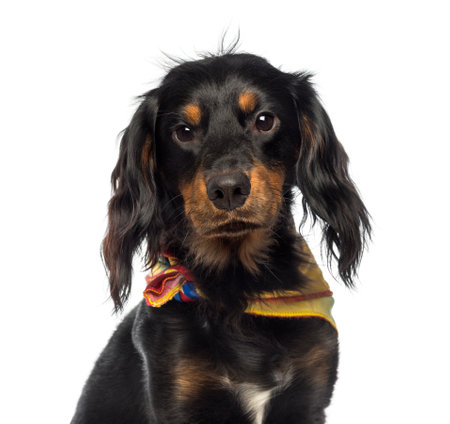 Close-up of a Crossbreed dog wearing a bandana, isolated on whiteの写真素材