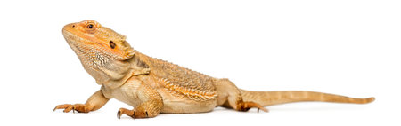 Bearded Dragon, Pogona vitticeps, isolated on whiteの写真素材