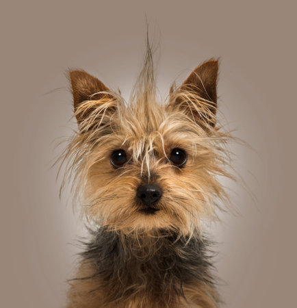 Yorkshire Terrier with a crest on a brown backgroundの写真素材