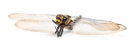 Dead Cordulegaster bidentata, isolated on whiteの写真素材