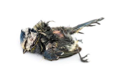Dead Blue tit lying on the back, in state of decomposition, Cyanistes caeruleus, isolated on white